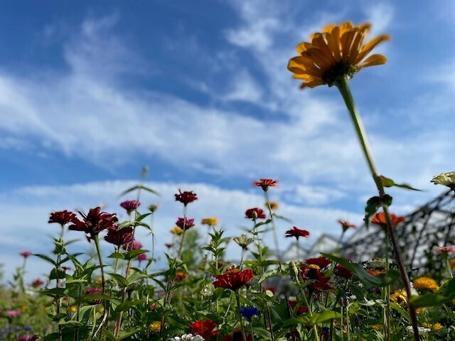 Depression versus discouragement in midlife women