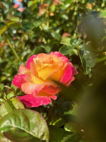 claiming the self that never died