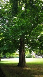 Marie solo tall tree