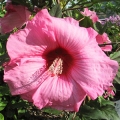 pink_flower_kindness_ss_101157136