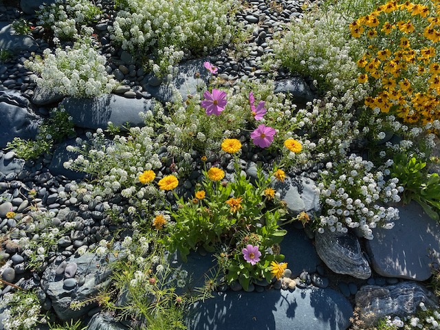 rock garden flowers