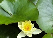 Depth psychotherapy for midlife women