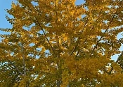Depth oriented eating disorder recovery begins like strong roots—quiet, essential, unseen, yet nourishes, anchors, and sustains.