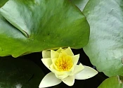 Depth psychotherapy for midlife women