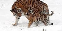 Fierceness and Tenderness in Eating Disorder Recovery